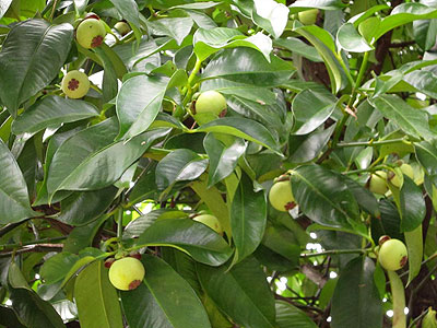 Măng cụt,cây măng cụt,Garcinia mangostana,họ bứa,Clusiaceae,cây ăn quả
