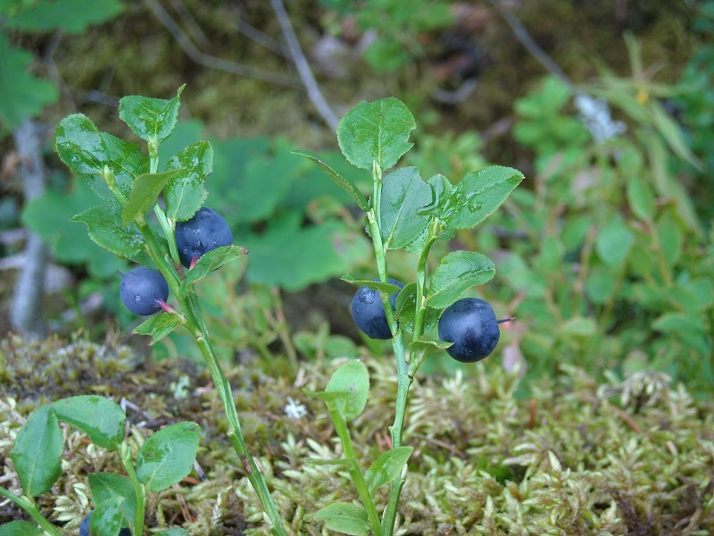 Việt quất đen,việt quất quả đen,việt quất,ỏng ảnh,cây ỏng ảnh,Vaccinium myrtillus,Common Bilberry,Bilberry,tác dụng của quả việt quất,việt quất làm thuốc,việt quất chữa bệnh