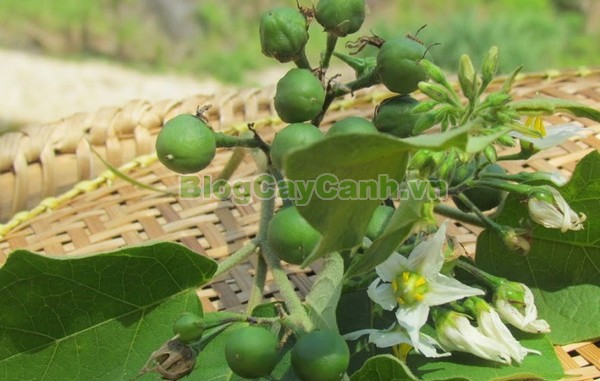 Cây Cà Gai Leo,cây cà gai leo, họ cà, họ Solanaceae,Solanum procumbens lour,cây cà vạnh, cây cà cườm, cây cà quánh, cây cà quýnh, cây cà gai dây,Solanum hainanense, cây cà lù,