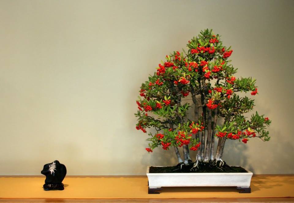 Cây cảnh bonsai đẹp
