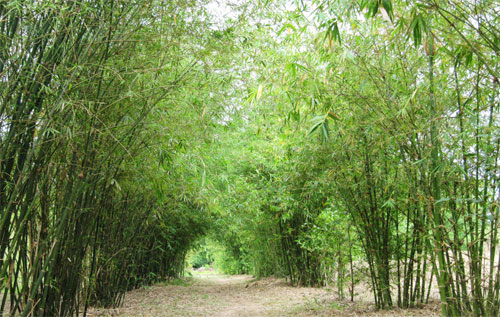 Cây tre,bộ Hòa thảo,phân họ Tre,tông Tre,Bambuseae,bamboo,cây phong thủy,cây ngoại thất,cây ngày Tết