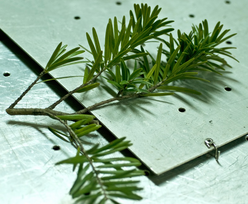 Du sam,du sam đá vôi,ngô tùng,thông dầu,tô hạp đá vôi,mạy kinh,keteleeria davidiana