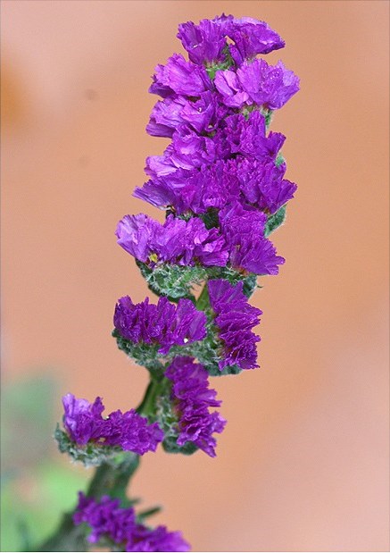 Hoa Salem,salem,Limonium sinuatum,Limonium,Statice,Sea Lavender,Notch Leaf Marsh Rosemary,Marsh Rosemary,Sea Pink,biển hồng,Wavy Leaf Sea Lavender,họ đuôi công,Plumbaginaceae,ý nghĩa của hoa salem
