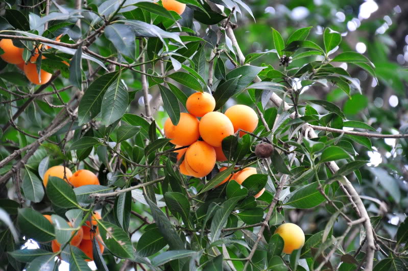 Thanh trà,cây thanh trà,thanh trà ghép,Bouea gandaria Blume,Bouea macrophylla Griff,Anacardiaceae,Sapindales,Marian plum,Gandaria,Marian mango,Plum mango,cây ăn quả