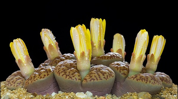 Hoa sỏi,cây hoa sỏi,Lithopturbuniformis,họ phiên hạnh,Aizoaceae,Ficoidaceae