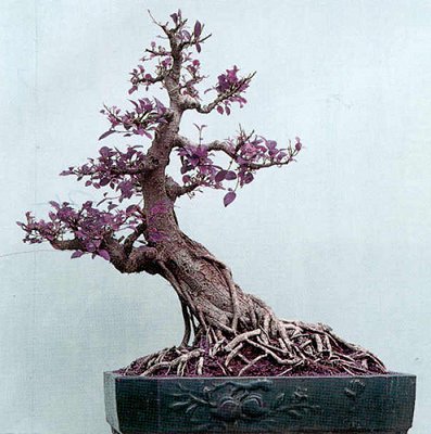 Cây cảnh bonsai đẹp