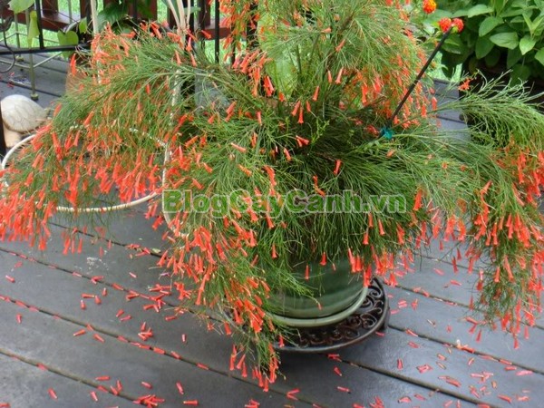 Cây Liễu Tường Hoa Đỏ,cây liễu tường hoa đỏ, họ Hoa mõm sói , Scrophulariaceae., hình ảnh cây liễu tường hoa đỏ, Russelia equisetifomis Schlecht. et Cham., cay lieu hoa do, cây hoa xác pháo, cây xác pháo,