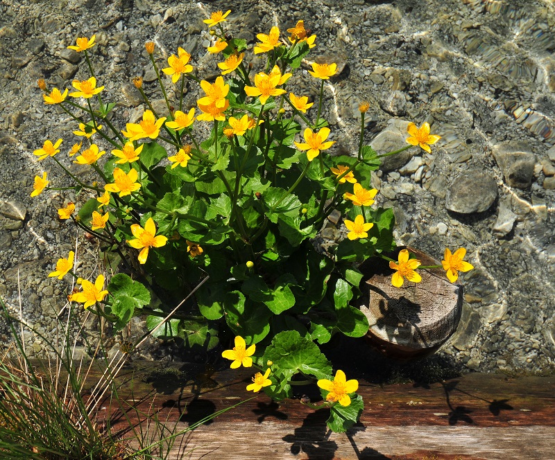 Vị kim đất ẩm,Caltha palustris,họ mao lương,họ hoàng liên,Ranunculaceae