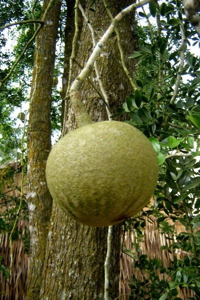 Cây quách,quả quách