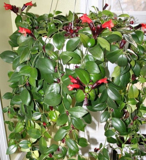 Cây Son Môi,Kim Ngư,cây Môi Son,lan Môi Son,lan Son Môi,cây Hoa Son Môi,Aeschynanthus lobbiana,Lipstick Plant,họ Tai Voi,Gesneriaceae