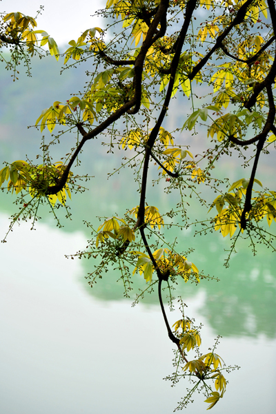 Cây hoa mõ,hoa mõ,cây hoa mõ bên hồ Gươm,cây hoa mõ bên hồ Hoàn Kiếm