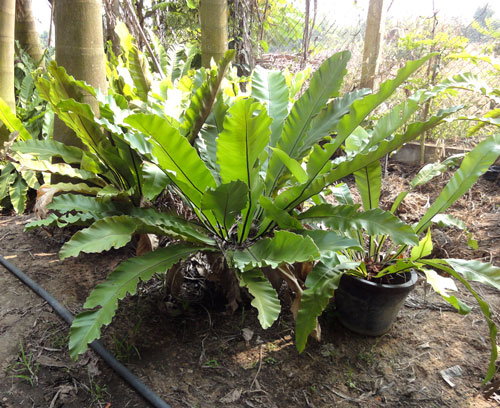 cây tổ chim,cay to chim,tổ chim,cây tổ điểu,ráng ổ phụng,ráng tổ quạ,Asplenium nidus,dương xỉ,Pteridophyta