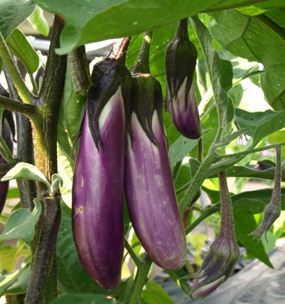 Cà tím,cà dái dê,Solanum melongena,họ cà,họ khoai tây,Solanaceae,tác dụng của cà tím