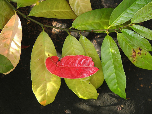 Cây đơn lá đỏ, đơn mặt trời