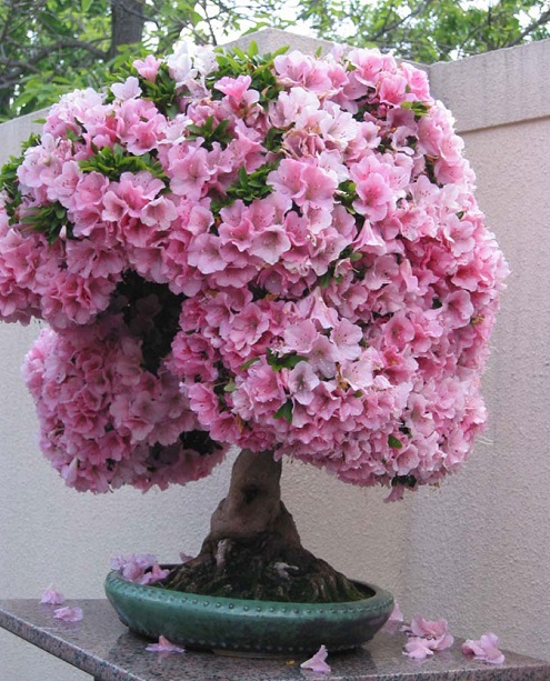 Hoa đỗ quyên
