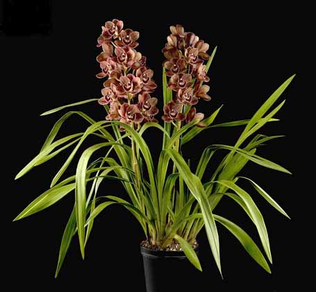 Cây địa lan,cay dia lan,địa lan,dia lan,phong lan,hoa lan,Cymbidium hybrid