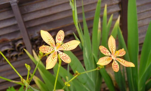 Cây rẻ quạt,rẻ quạt,xạ can,cây xạ can,biển trúc,Belamcanda chinensis,cây hoa đẹp,cây chữa bệnh