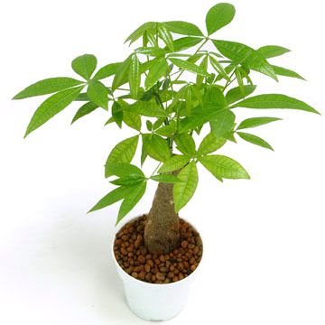 Kim ngân,cây kim ngân,cây bím tóc,Pachira aquatica,Money tree,cây may mắn,Malvaceae,cây phong thủy,cây nội thất,cây ngày Tết