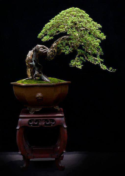 Cây cảnh bonsai đẹp
