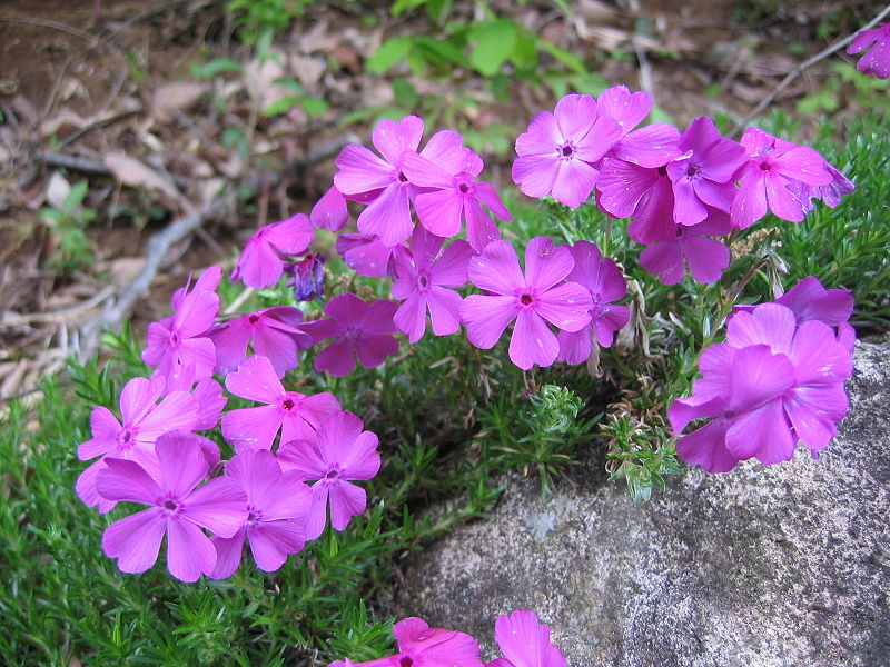 Hoa phlox,phlox,thiên lam tú cầu,phúc lộc khảo,móng rồng,phlox trơn,phlox leo,phlox cát,phlox rêu,phlox thảo nguyên,Phlox glaberrima,Phlox stolonifera