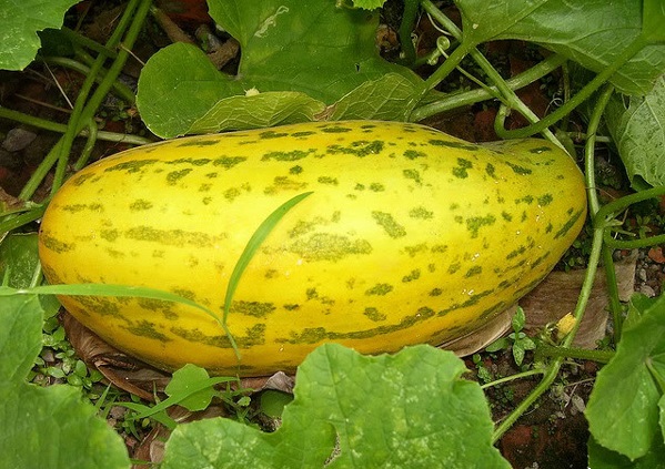 Dưa gang,dưa hoàng kim,cây ăn quả,cucumis sativus var. conomon,dưa chuột,dưa leo,họ bầu bí,cucurbitaceae