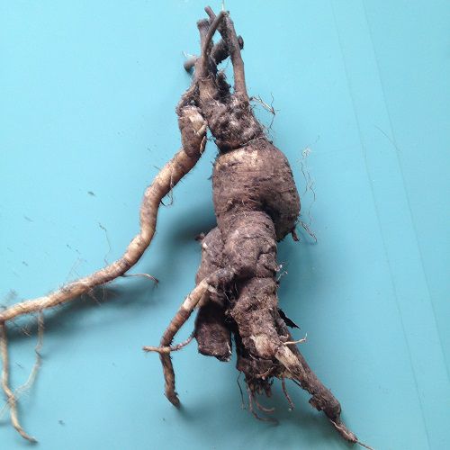 Sâm đất cua núi rừng Tây Nguyên,bán sâm đất,sâm đất