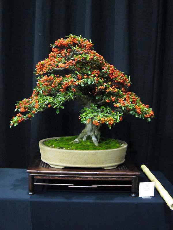 Cây cảnh bonsai đẹp
