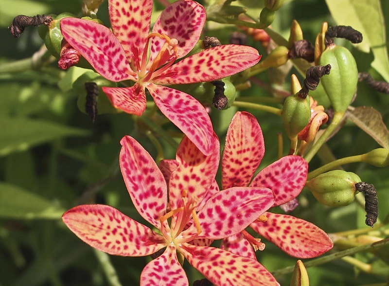 Cây rẻ quạt,rẻ quạt,xạ can,cây xạ can,biển trúc,Belamcanda chinensis,cây hoa đẹp,cây chữa bệnh