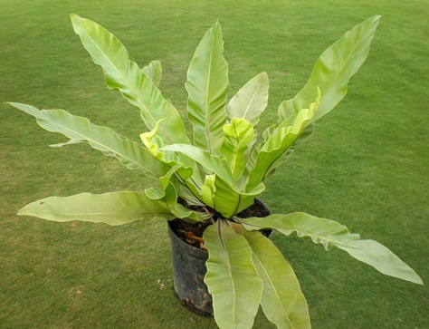 cây tổ chim,cay to chim,tổ chim,cây tổ điểu,ráng ổ phụng,ráng tổ quạ,Asplenium nidus,dương xỉ,Pteridophyta