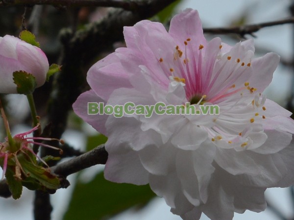 Cây Nhất Chi Mai (Cây Mai Trắng),cây nhất chi mai, họ hoa hồng, Prunus mume Sieb. & Zucc,cây bạch mai, cây hàn mai, cây lưỡng nhị mai, cây nhị độ mai, cây mai trắng, hình ảnh cây nhất chi mai, cây nhất chi mai chữa bệnh, cây nhất chi mai chơi tết, cây mai trắng,