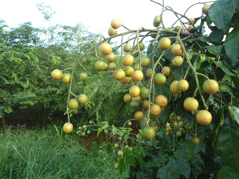 Hồng bì,Hồng bì,cây hồng bì,quất hồng bì,quất bì,hoàng bì,Clausena lansium,cây ăn quả,cây làm thuốc,cây y học,họ Cam,Rutaceae