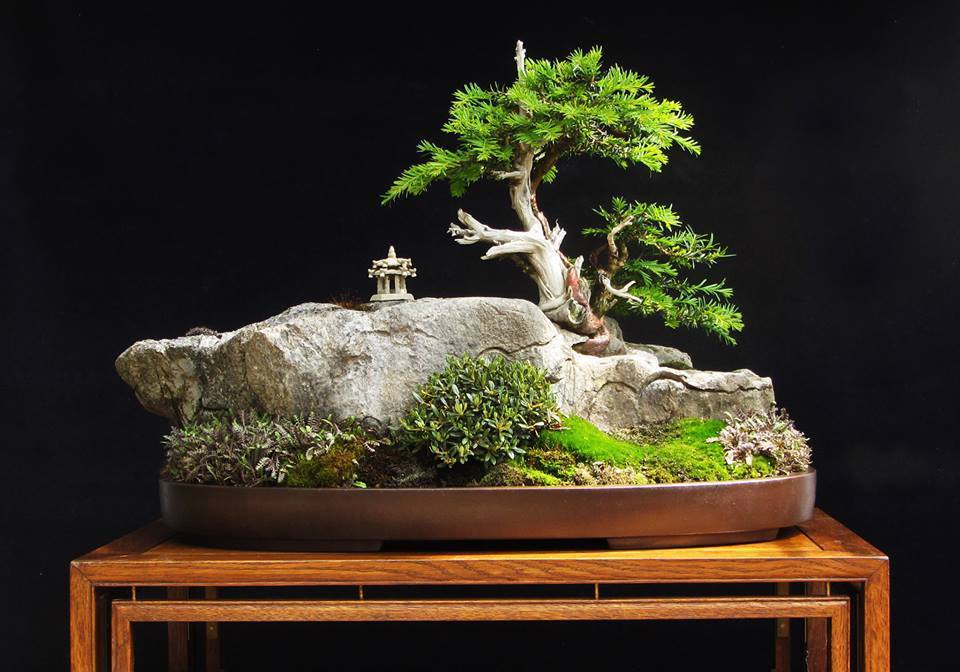 Cây cảnh bon sai đẹp