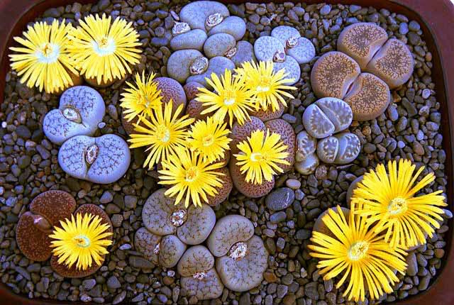 Hoa sỏi,cây hoa sỏi,Lithopturbuniformis,họ phiên hạnh,Aizoaceae,Ficoidaceae