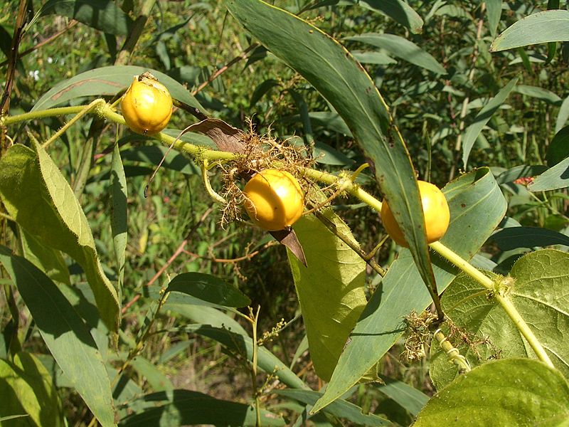Lạc tiên,cây lạc tiên,cây lạc,cây/dây nhãn lồng,dây chùm bao,Passiflora foetida,họ lạc tiên,cây dây leo,cây leo