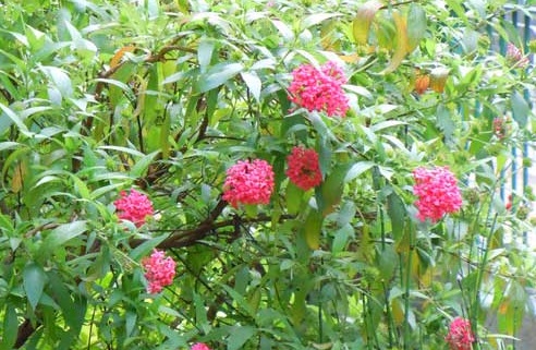 Cây liễu hồng,cay lieu hong,liễu mai,lieu mai,cúc nữ hoàng,cuc nu hoang,rondeletia leucophylla,rubiaceae
