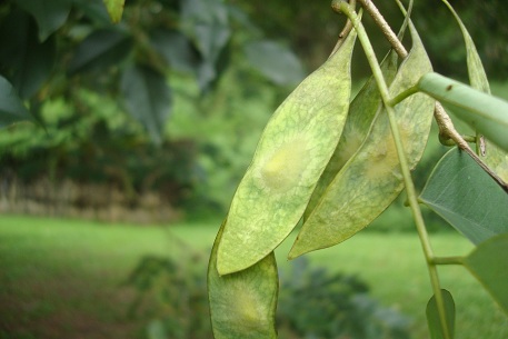 Cây trắc,trắc,cây gỗ trắc,gỗ trắc,cẩm lai Nam Bộ,Dalbergia cochinchinensis