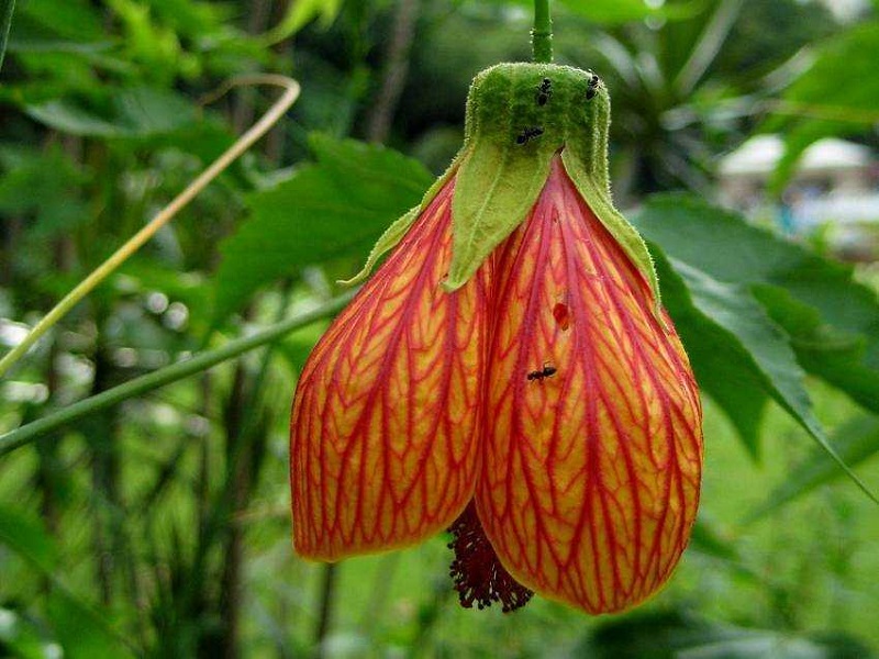 Hoa bụp lồng đèn,bụt lồng đèn,bụp lồng đèn,hoa dâm bụt,hoa râm bụt,bông bụt,bông bụp,Abutilon pictum,Flowering Maple,họ cẩm quỳ,Malvaceae