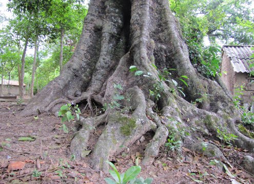 Cây Thị di sản Việt Nam ở Nghệ An