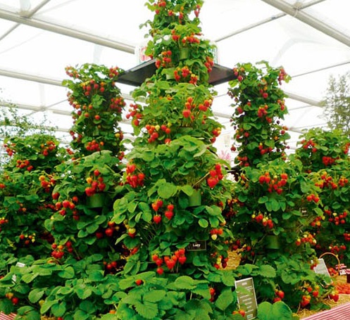 Dâu tây,cây dâu tây,cây dâu,Fragaria