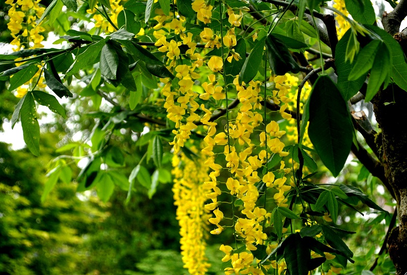 Cây chuỗi vàng,cay chuoi vang,cây kim tước,chuỗi vàng,Golden Chain,Golden Chain Flowers,Kingusari,Laburnum,họ đậu,Fabaceae