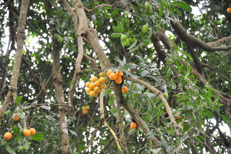 Thanh trà,cây thanh trà,thanh trà ghép,Bouea gandaria Blume,Bouea macrophylla Griff,Anacardiaceae,Sapindales,Marian plum,Gandaria,Marian mango,Plum mango,cây ăn quả