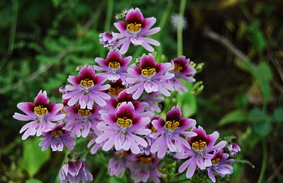 Hoa nga điệp,hoa đẹp,hoa Đà Lạt,Schizanthus