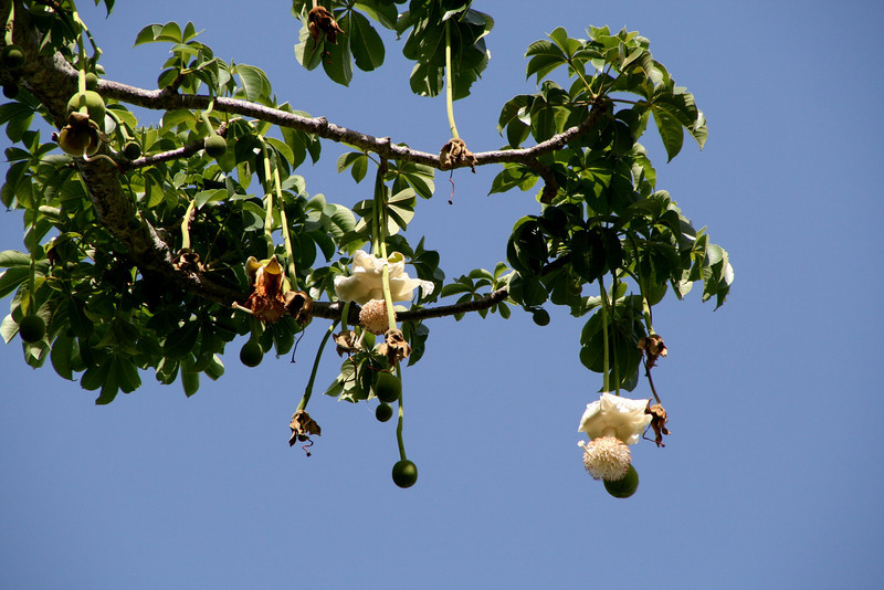Bao báp,cây bao báp,họ gạo,boab,Bombacaceae,cây lớn nhất thế giới,bao báp châu Phi,Bao báp Madagasca,Bao báp Grandidier,Bao báp Perrier,Bao báp Suarez,Bao báp Za,Adansonia digitata,Adansonia grandidieri,Adansonia gregorii,Adansonia madagascariensis,Adansonia perrieri,Adansonia rubrostipa,Adansonia suarezensis,Adansonia za