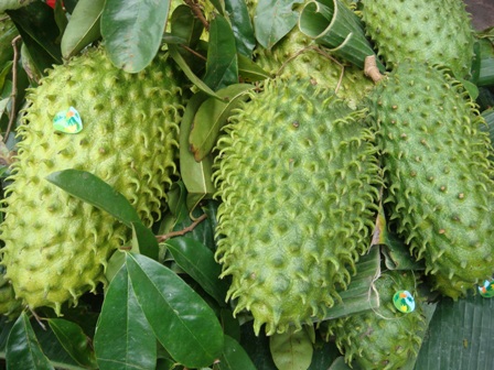 Mãng cầu Xiêm,mãng cầu gai,na Xiêm,na gai,Annona muricata