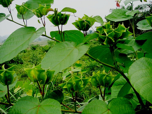 Cây tai mèo,tai mèo,cây bất thực,Abroma augusta,họ cẩm quỳ,Malvaceae