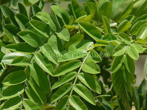 Cây Ô Môi,cây ô môi, hình ảnh cây ô môi, công dụng cây ô môi, cay o moi, cây ô môi chữa bệnh, cách trồng và chăm sóc cây ô môi,