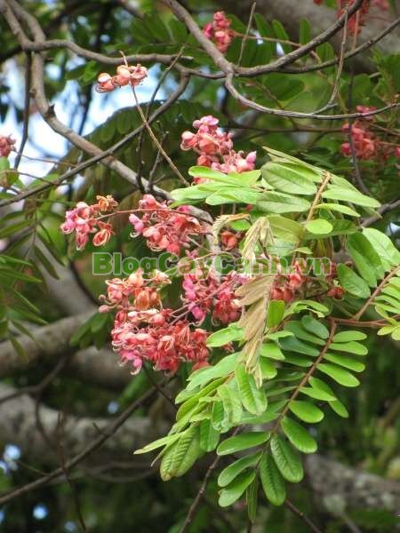 Cây Ô Môi,cây ô môi, hình ảnh cây ô môi, công dụng cây ô môi, cay o moi, cây ô môi chữa bệnh, cách trồng và chăm sóc cây ô môi,