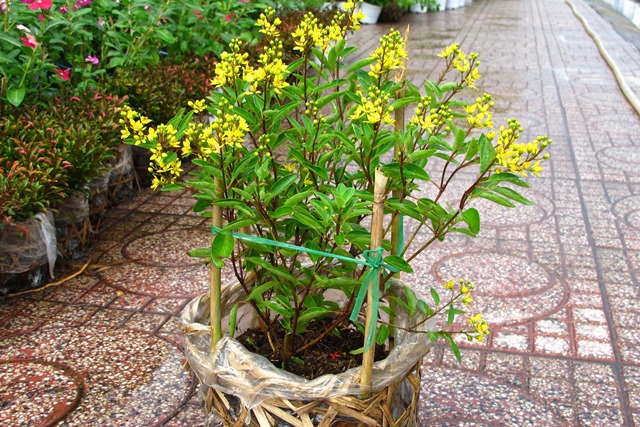 Cây kim đồng vàng