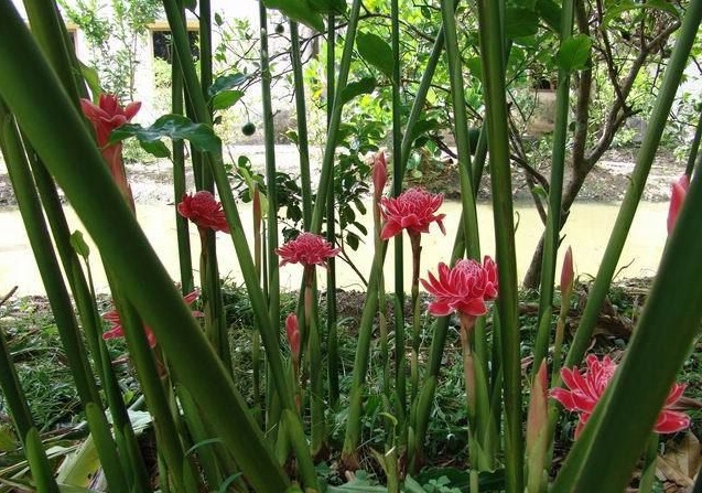 Đa lộc,hoa đa lộc,hoa sen đất,gừng tàu,hoa vạn phúc,Etlingera elatior,họ gừng,Zingiberaceae,đậu khấu