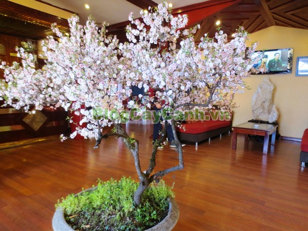 Cây Nhất Chi Mai (Cây Mai Trắng),cây nhất chi mai, họ hoa hồng, Prunus mume Sieb. & Zucc,cây bạch mai, cây hàn mai, cây lưỡng nhị mai, cây nhị độ mai, cây mai trắng, hình ảnh cây nhất chi mai, cây nhất chi mai chữa bệnh, cây nhất chi mai chơi tết, cây mai trắng,